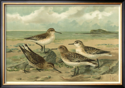 Shore Gathering Iii by Franz Eugen Kohler Pricing Limited Edition Print image