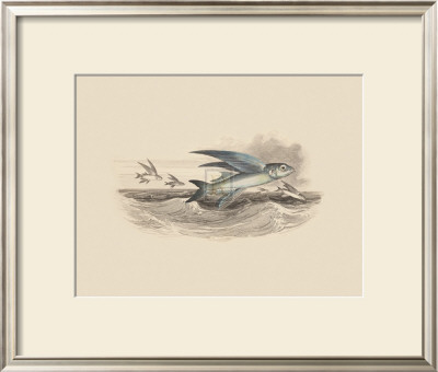 Flying Fish I by Anonymous Pricing Limited Edition Print image