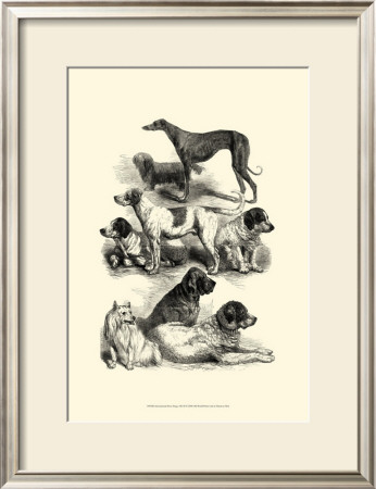 International Show Dogs Ii, C.1863 by Harrison Weir Pricing Limited Edition Print image