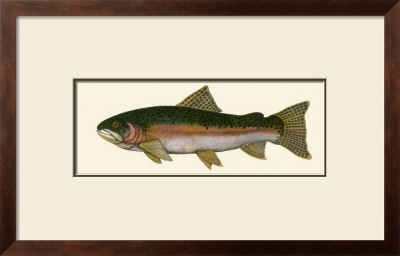 Steelhead Trout by Teri Renee Blehm Pricing Limited Edition Print image