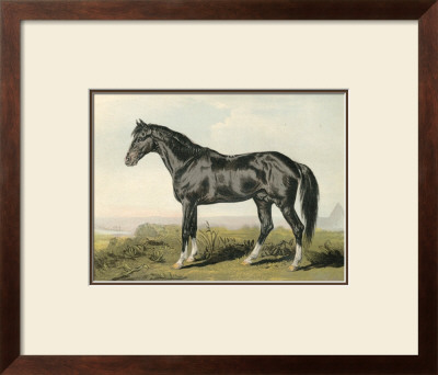 Cassell's Horse Ii by Cassell Pricing Limited Edition Print image