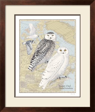 Snowy Owl by David Sibley Pricing Limited Edition Print image