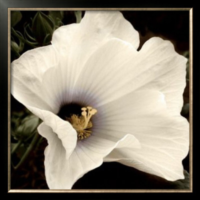 Hibiscus View by Peterson Pricing Limited Edition Print image