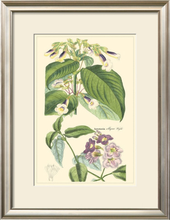 Botanical Ii by Jacob Dietrich Pricing Limited Edition Print image
