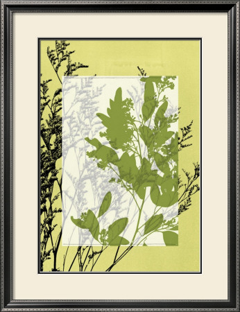 Translucent Wildflowers Iv by Jennifer Goldberger Pricing Limited Edition Print image