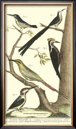 Bird Family Iii by Martinet Pricing Limited Edition Print image