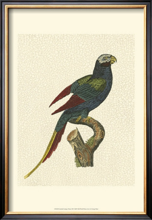 Crackled Antique Parrot Iii by George Shaw Pricing Limited Edition Print image