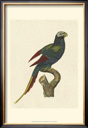 Crackled Antique Parrot Iii by George Shaw Pricing Limited Edition Print image