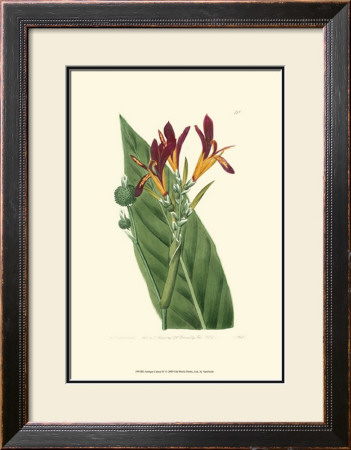 Antique Canna Iv by Van Houtt Pricing Limited Edition Print image