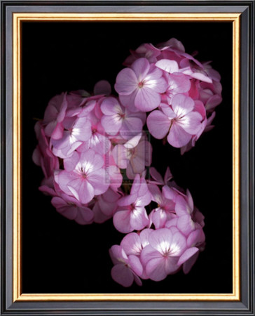Botanical Harmonies Ii by Diane Lucas Pricing Limited Edition Print image