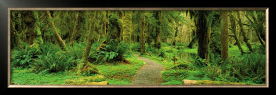 Road Through Temperate Rain Forest, Olympic Peninsula by John Lawrence Pricing Limited Edition Print image