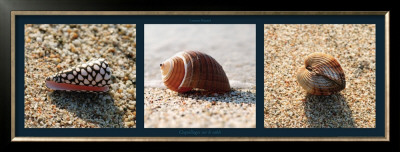 Coquillages Sur La Sable by Laurent Pinsard Pricing Limited Edition Print image