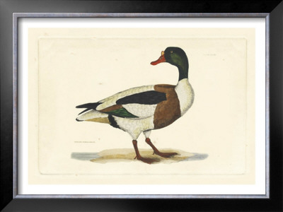 Duck Ii by John Selby Pricing Limited Edition Print image
