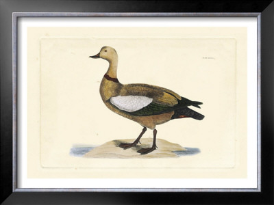 Duck V by John Selby Pricing Limited Edition Print image
