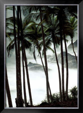 Palm Trees by Philippe Body Pricing Limited Edition Print image