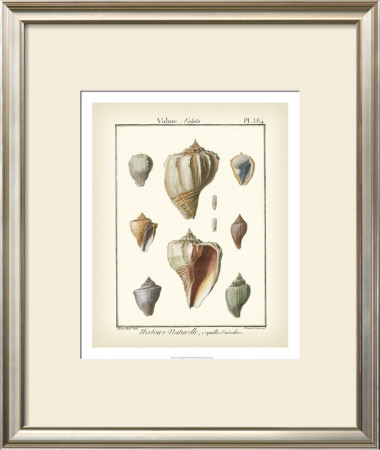 Volute Shells, Pl.384 by Denis Diderot Pricing Limited Edition Print image