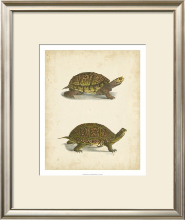 Turtle Duo Iii by J.W. Hill Pricing Limited Edition Print image