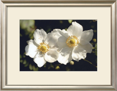White Twins by Meg Mccomb Pricing Limited Edition Print image