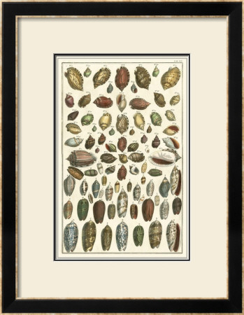 Seba Shell Collection Vi by Albertus Seba Pricing Limited Edition Print image