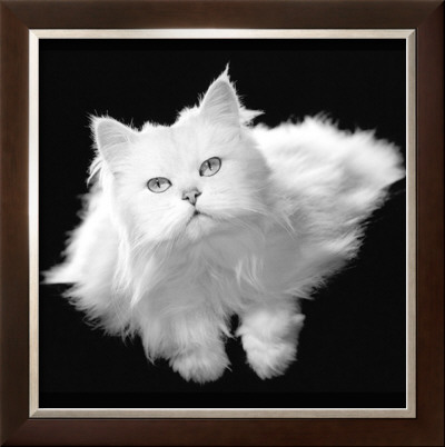 Le Chat by Pierre-Anthony Allard Pricing Limited Edition Print image