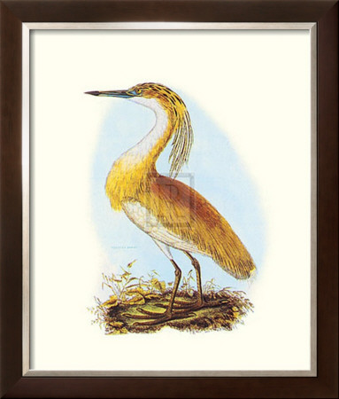 Squated Heron by S Selby Pricing Limited Edition Print image