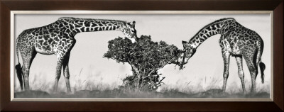 Masai Giraffes by Jean-Michel Labat Pricing Limited Edition Print image