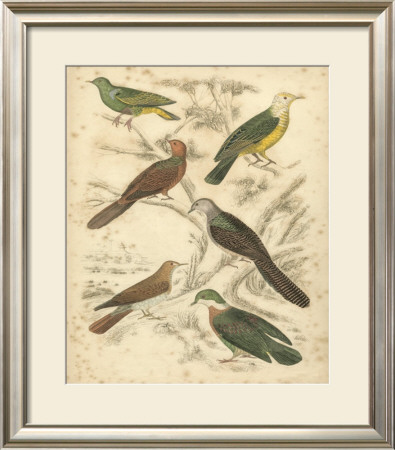 Avian Habitat Ii by Milne Pricing Limited Edition Print image
