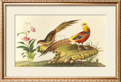 Pheasants by Anonymous Pricing Limited Edition Print image