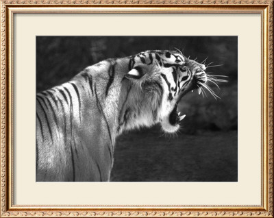 Tiger Roar by Charlie Morey Pricing Limited Edition Print image