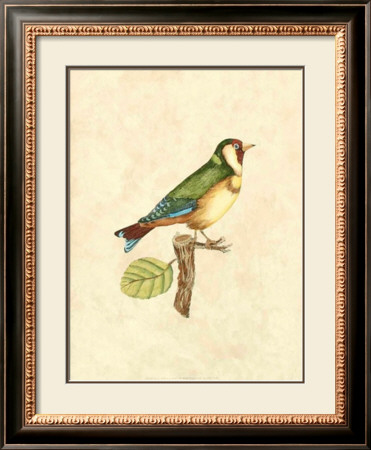 Selby Birds I by Prideaux John Selby Pricing Limited Edition Print image