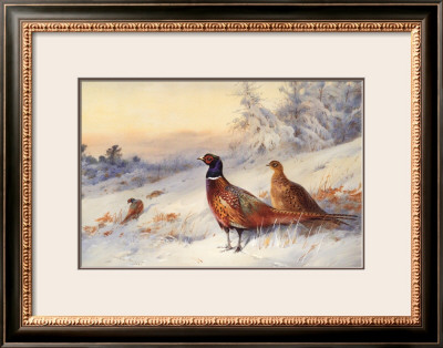 Cock And Hen Pheasant In Snow by Archibald Thorburn Pricing Limited Edition Print image