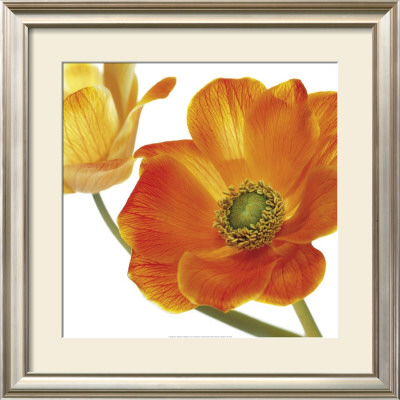 Anemone by Andrea Tilk Pricing Limited Edition Print image