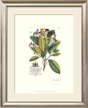 Royal Botanical Vi by Georg Dionysius Ehret Pricing Limited Edition Print image