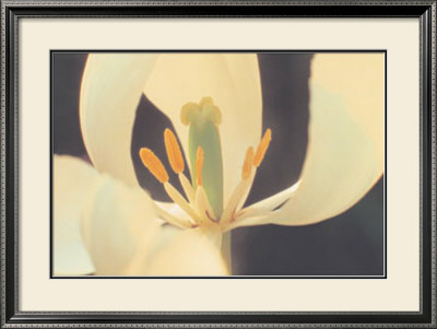 White Tulip by Hannes Havenstein Pricing Limited Edition Print image