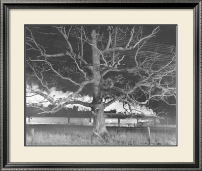 Nw 1643 Train No. 17 The Birmingham Special Passes A Giant Oak, Max Meadows, Virginia, C.1957 by O. Winston Link Pricing Limited Edition Print image
