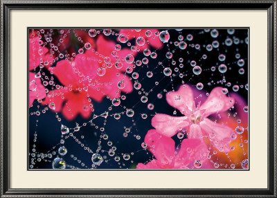 Dewy Web by Steve Satushek Pricing Limited Edition Print image