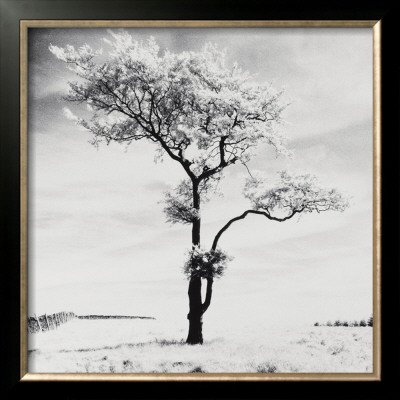 Lone Tree No. 3, Peak District, England by Dave Butcher Pricing Limited Edition Print image