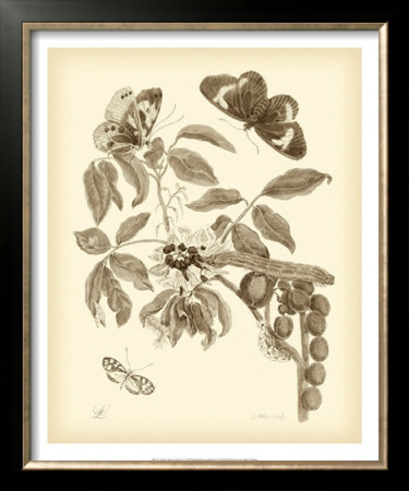 Nature Study In Sepia Ii by Maria S. Merian Pricing Limited Edition Print image