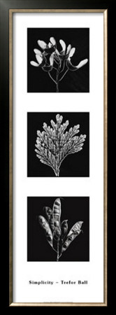 Photograms by Hazel Barrett Pricing Limited Edition Print image