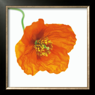 Poppy Meconopsis by Julie Pigula Pricing Limited Edition Print image
