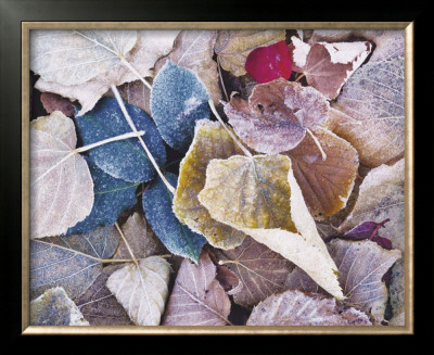 Fallen Rose Petal by Bob Hills Pricing Limited Edition Print image