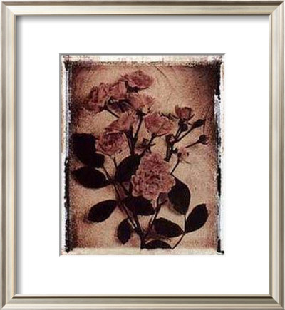 Rose Study I by Dick & Diane Stefanich Pricing Limited Edition Print image
