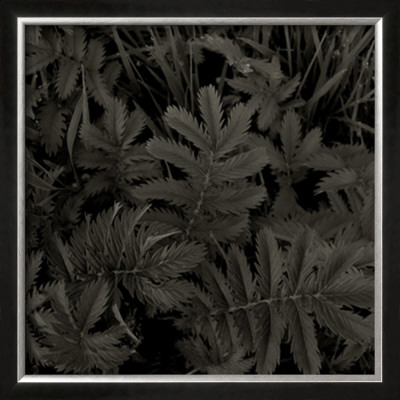 Plantes, C.2004 by Jacky Lecouturier Pricing Limited Edition Print image