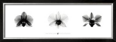 X-Ray Orchid Triptych by Bert Meyers Pricing Limited Edition Print image