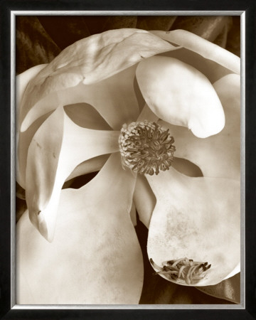 Fleur No. 3 by Sondra Wampler Pricing Limited Edition Print image