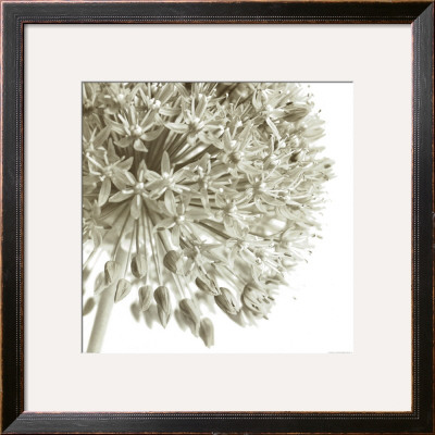 Allium I by C. Sands Pricing Limited Edition Print image
