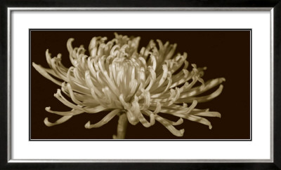 Mammoth Mums I by Renee Stramel Pricing Limited Edition Print image