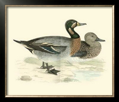 Morris Ducks Iii by Reverend Francis O. Morris Pricing Limited Edition Print image
