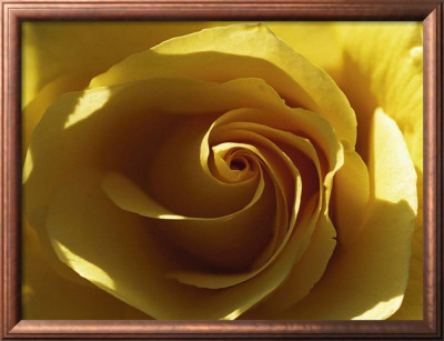 Yellow Rose by Laurent Pinsard Pricing Limited Edition Print image