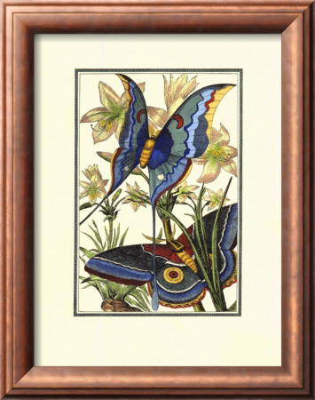 Butterfly V by William Henry Pearson Pricing Limited Edition Print image